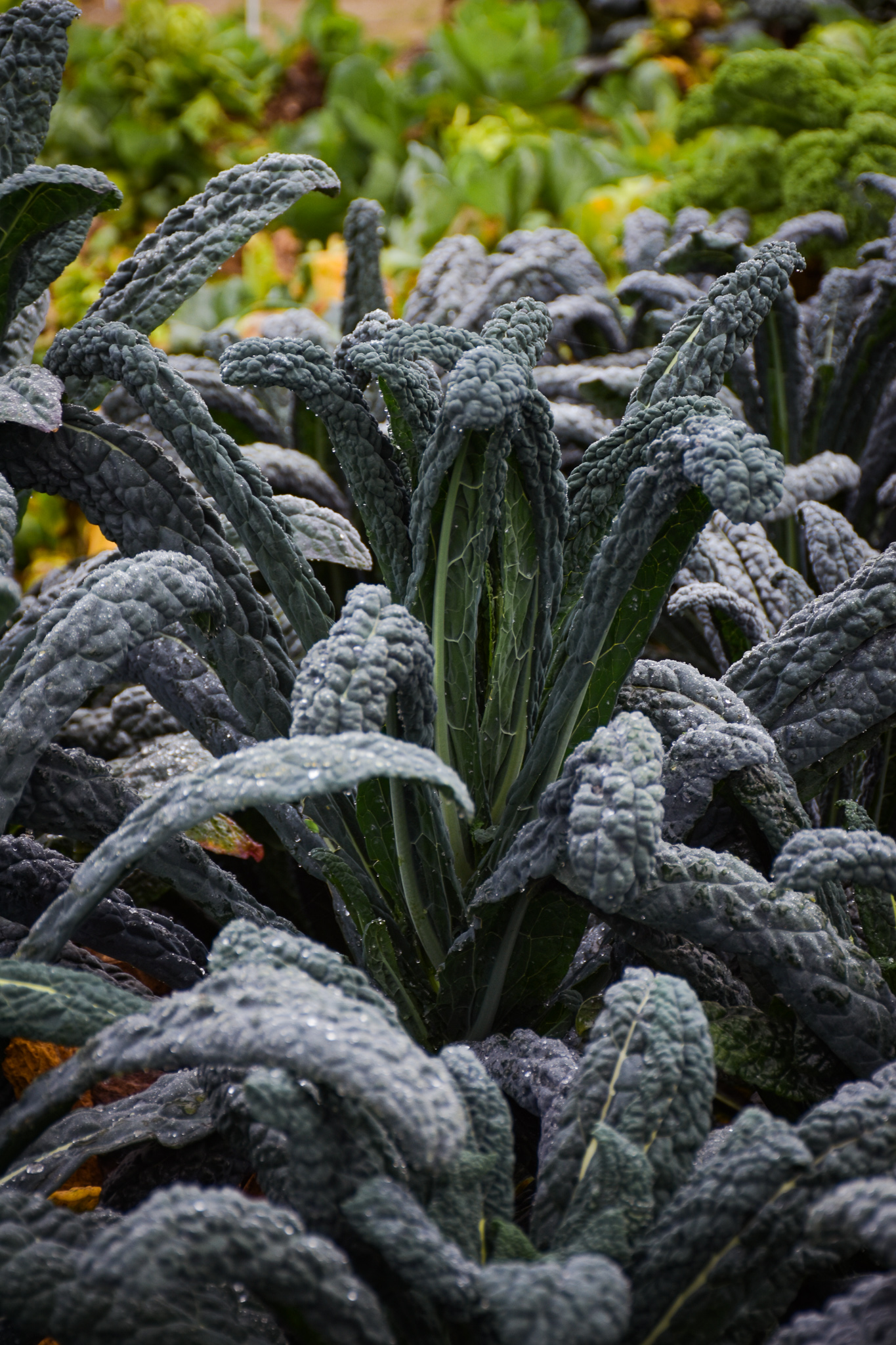 liście czarnej odmiany jarmużu